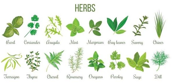 Herb identification